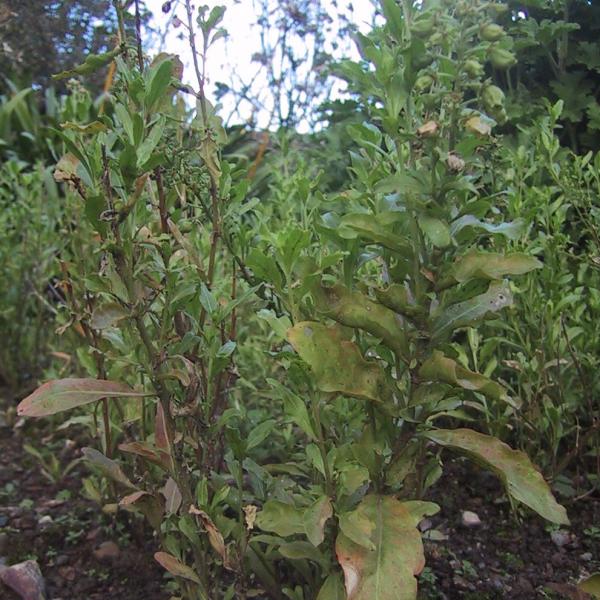 GartenResede Reseda odorata Bienenroute
